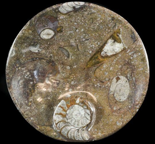 -/ Fossil Goniatite Dish - Stoneware #49398